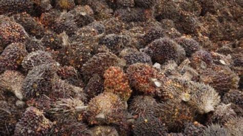 Southern Oil Palm Farmers Complain Of Falling Prices Thai PBS World