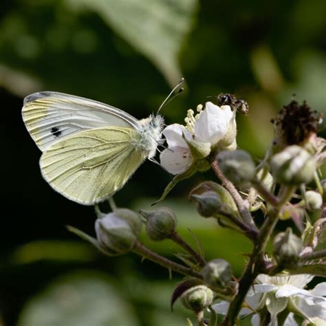 Borboleta Branca Grande Pieris Brassicae Alimentando Se De Uma Flor