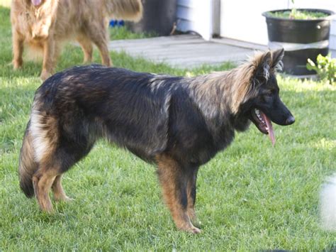 Emonno Kennels® Sable Fur Change Same As That Of Rafa