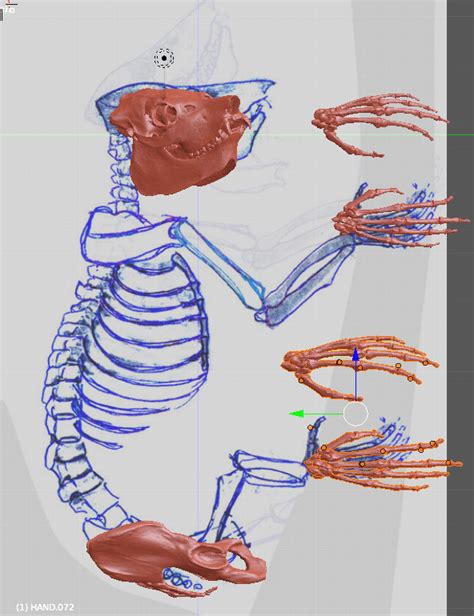 Megaladapis of the Euarchontoglires - Paleo Re-creations - The Fossil Forum