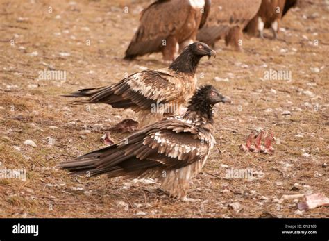 Carrion feeding birds hi-res stock photography and images - Alamy