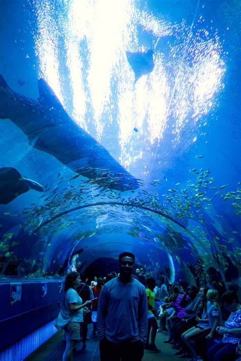 The Georgia Aquarium, Atlanta - Setarra