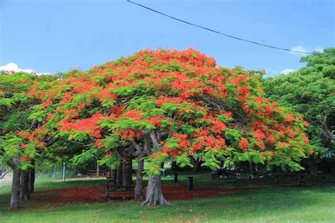 Tropical Garden With Jacaranda Tree