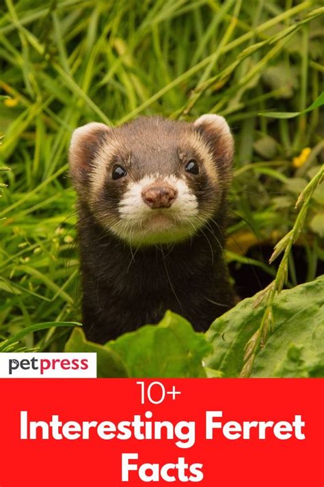 10+ Interesting Ferret Facts: All You Need to Know About Ferrets