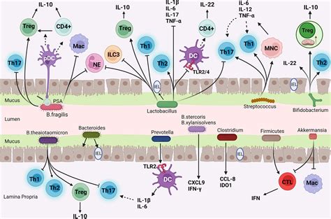 Frontiers The Multifaceted Roles Of Common Gut Microbiota In Immune