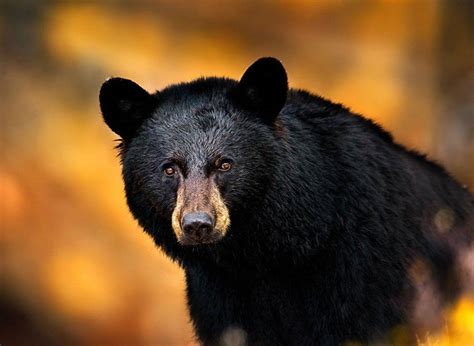 100 Black Bear Wallpapers