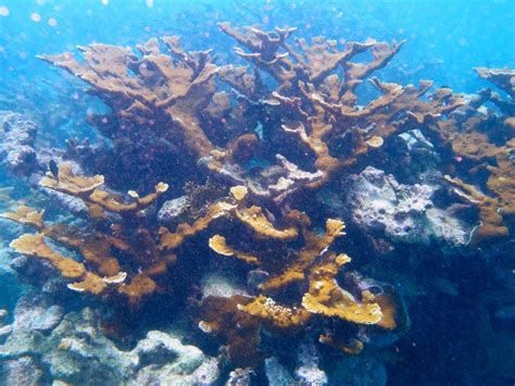 IMG 1760Elkhorn Coral Acropora Palmata Elkhorn Coral Ac Flickr