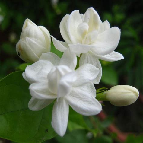 100Pcs Jasmine Flower Seeds Fragrant Home Plant Seed Wedding Decor - Tanga