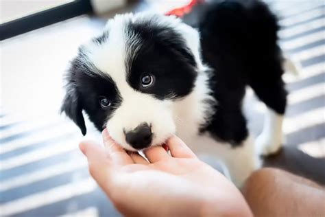 Odmiany Umaszczenia U Border Collie Wszystko Co Musisz Wiedzie