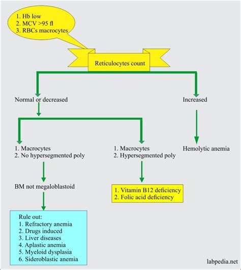 Pathophysiology Of Megaloblastic Anemia