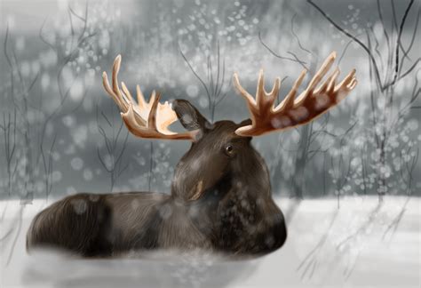 4K, Moose, Horns, HD Wallpaper | Rare Gallery