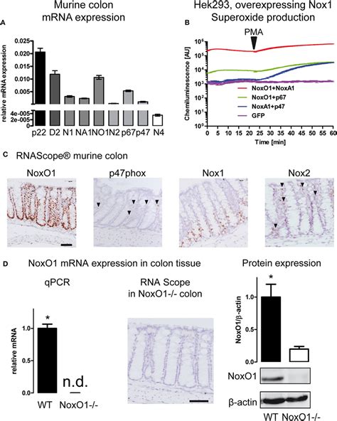 Frontiers Noxo Controls Proliferation Of Colon Epithelial Cells