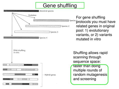 Ppt Study And Engineering Of Gene Function Mutagenesis Powerpoint