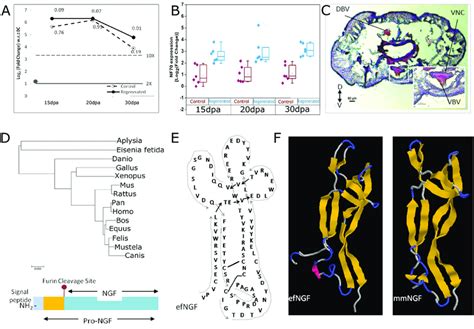 A Nerve Growth Factor Gene Is Induced In Regenerated Tissue Solid