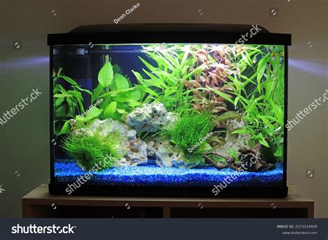 Fish Tank Photos, Images & Pictures | Shutterstock