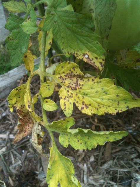 Black Spots On Tomato Plant Leaves 202996 Ask Extension