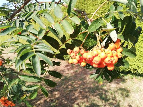 Serbal De Los Cazadores Capudre Plantamus Vivero Online