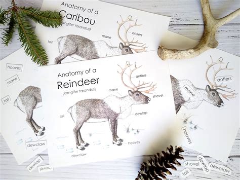 Reindeer Anatomy | ubicaciondepersonas.cdmx.gob.mx