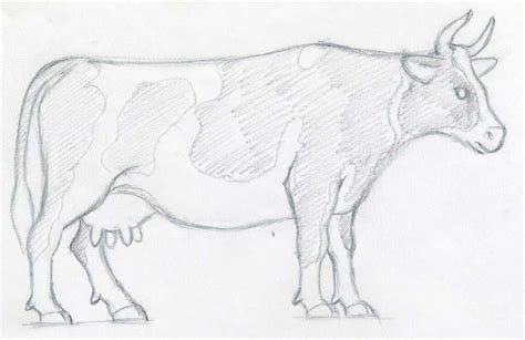 Cow Pencil Sketch: A Step-by-Step Guide for Beginners