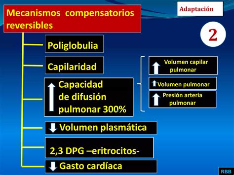 APARATO RESPIRATORIO EFECTOS DE LA ALTURA PPT