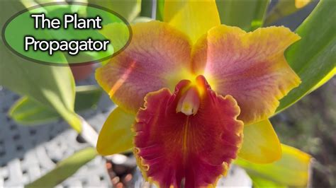 Cattleya Pumila And Rlc Amazing Thailand Youtube