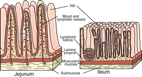 Small Intestine Histology Diagram