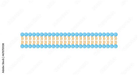 Phospholipid Bilayer Structure Hydrophilic Heads And Hydrophobic Tails