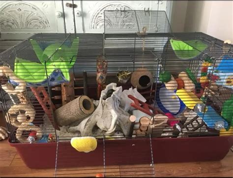 Best cage for mice | Mumsnet