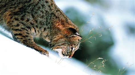 Wallpaper Grass Snow Winter Slope Lynx 1920x1080 Wallup