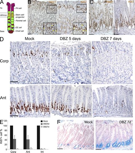 Role of Notch in proliferation of adult gastric epithelial progenitors ... 
