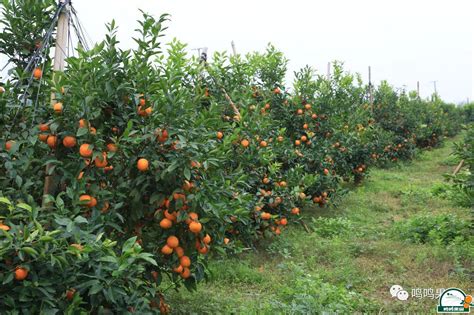 浅谈果园生草栽培技术 沃柑种植沃柑种植技术 广西鸣鸣果园集团