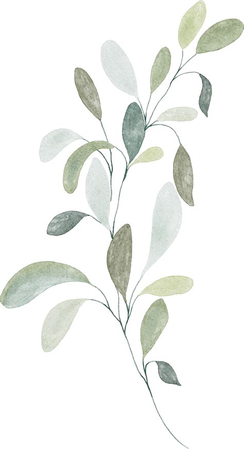 Watercolor Botanical Leaves Elements 30924889 Png