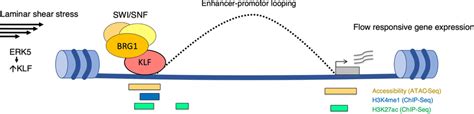 Model Illustrating The Role Of Klf In Regulating The Endothelial