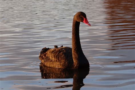 Le Cygne Noir Est Revenu Nature En Ville Cergy Pontoise