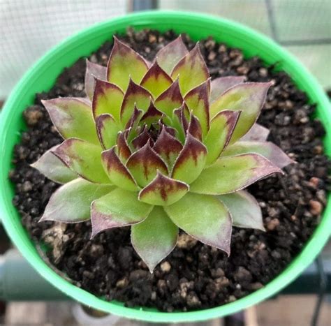 Sempervivum Calcareum Cuidados Y Reproducci N Th