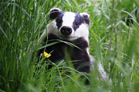 Happy Badger By Samvn Badger Animals Friends Cute Animals