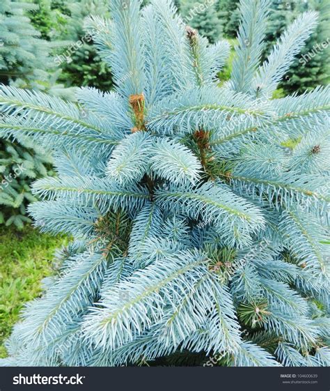 Blue Pine Tree Stock Photo 104600639 - Shutterstock