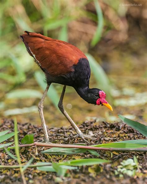 Wattled Jacana Kester Clarke Wildlife Photography