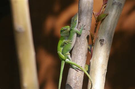 Green Anole Mating Behavior Dfw Urban Wildlife