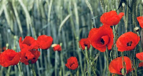 Kornblumen Mohn Kostenloses Foto Auf Pixabay Pixabay