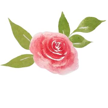 Rose Watercolor Illustration Rose Watercolor Flower PNG Transparent