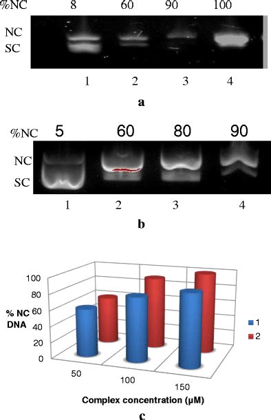 Agarose Gel Electrophoresis Diagrams Cleavage Of Puc Plasmid Dna Hot