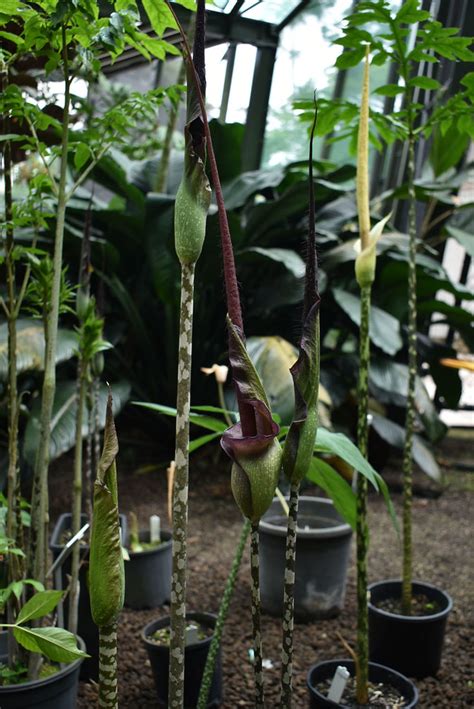 Amorphophallus Laoticus Flecker Botanic Garden Cairns Q Flickr