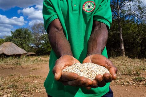 Agriculture Mozambique - ESMABAMA