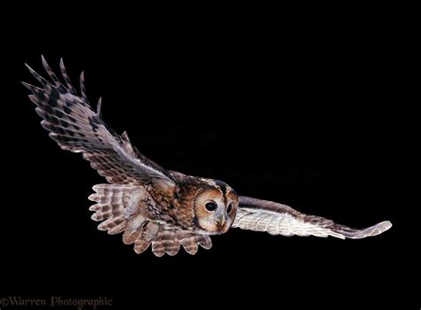 Tawny Owl In Flight Photo WP04782