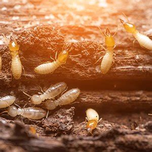 Termite Pest Control Tampa Fl Bugs Or Us Termite Pest Control