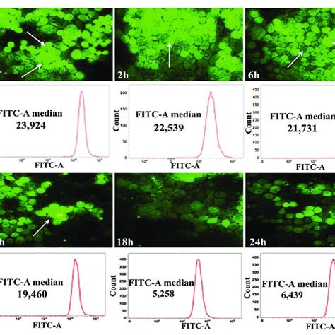 Analysis Of The Changes In Mitochondrial Membrane Potential Mmp