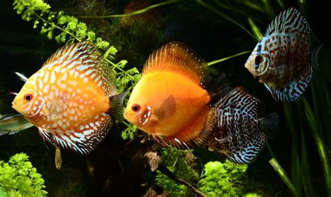 Discus Fish Price Discus Fish For Sale Discus Fish Discusguy