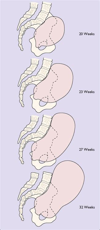 Physiological And Anatomical Changes In Pregnancy Clinical Gate