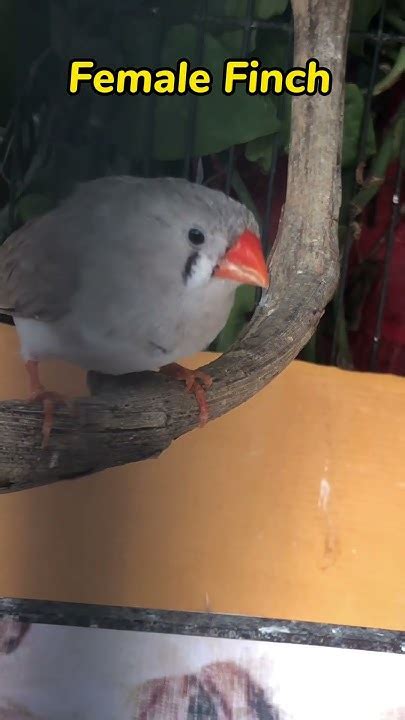 Zebra Finch Male Female Difference 💝 Zebrafinch Finches